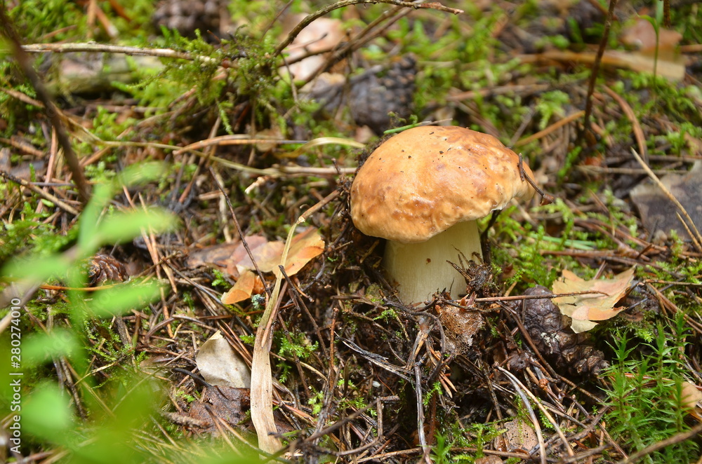 Cep , белый гриб Cep , белый гриб