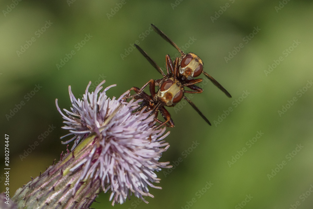 Fototapeta premium insekten