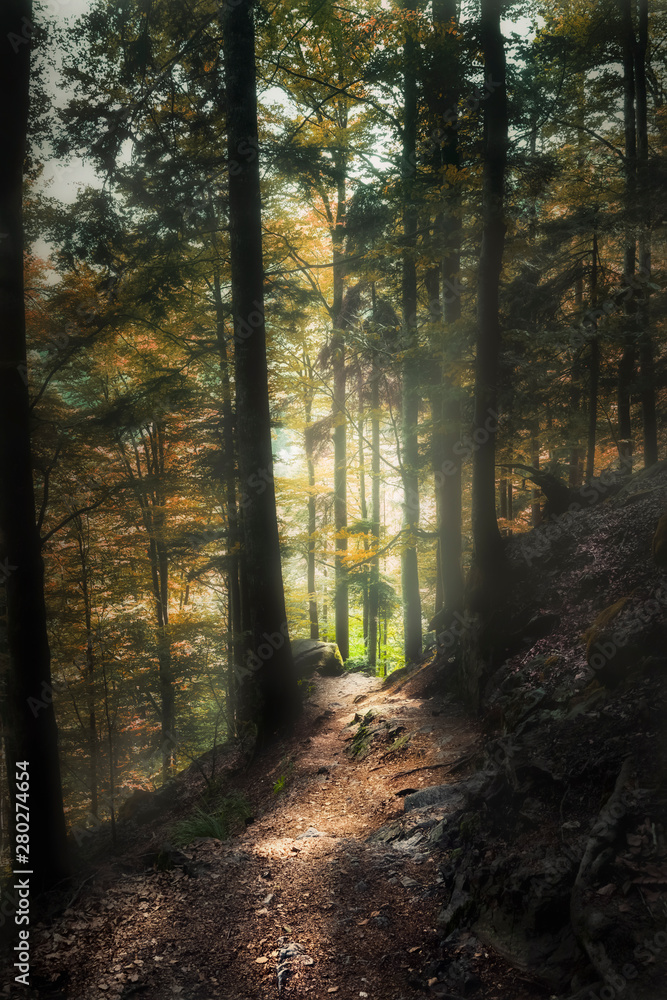 Obraz premium Der Pfad