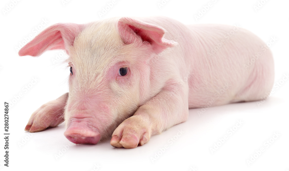 Pig on white Pig on white