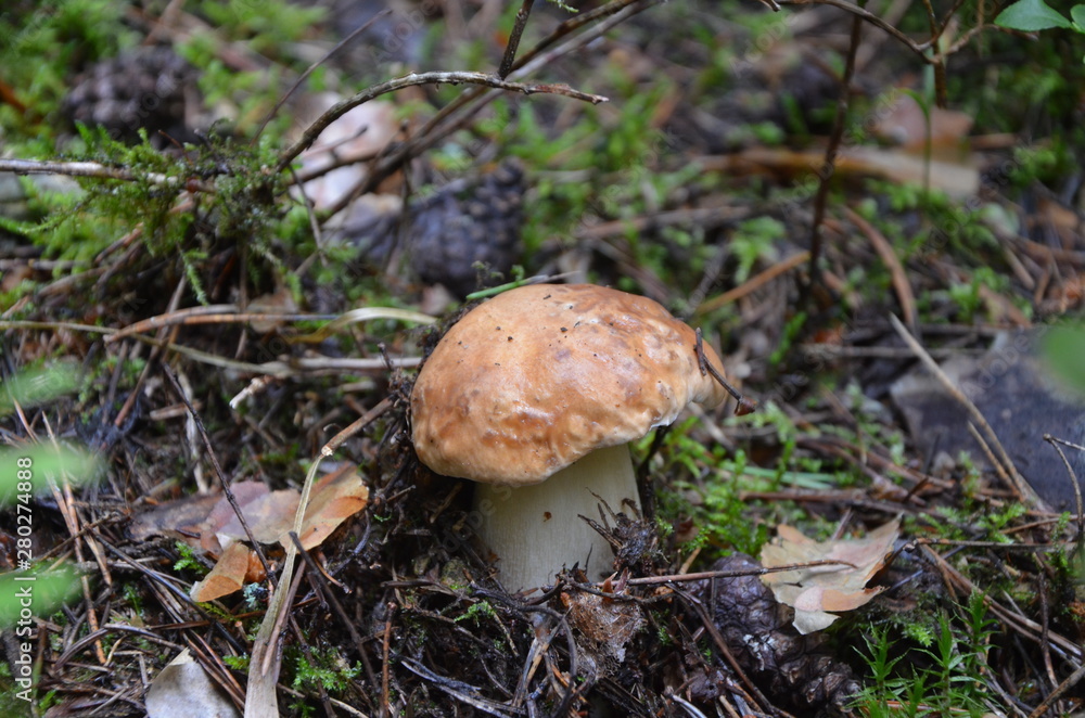 Cep , белый гриб Cep , белый гриб