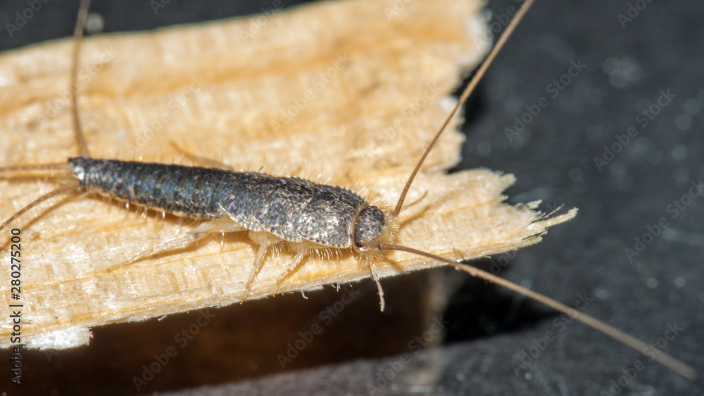 Closeup of long tailed silverfish (Ctenolepisma longicaudata) also called gray silverfish. It is crawling on a thin piece of wood. Closeup of long tailed silverfish (Ctenolepisma longicaudata) also called gray silverfish. It is crawling on a thin piece of wood.
