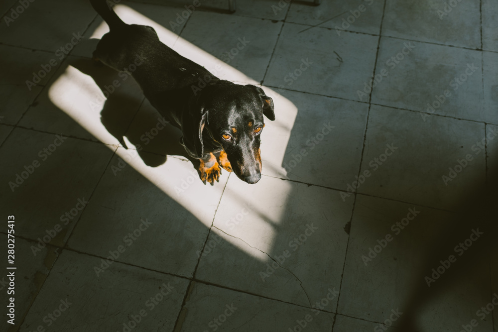 dachshund in sunlight
