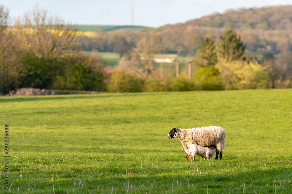 Fototapeta premium UK, Bunny Hill Top, June 2019 - Ewe and Lambs standing in a green field