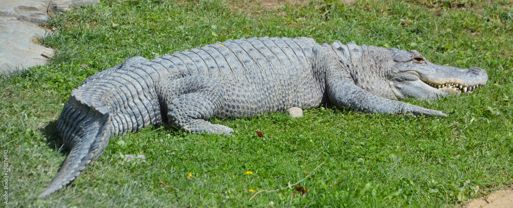 An alligator is a crocodilian in the genus Alligator of the family ...