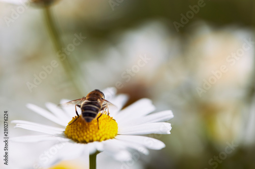 Bee on a chamomile flower