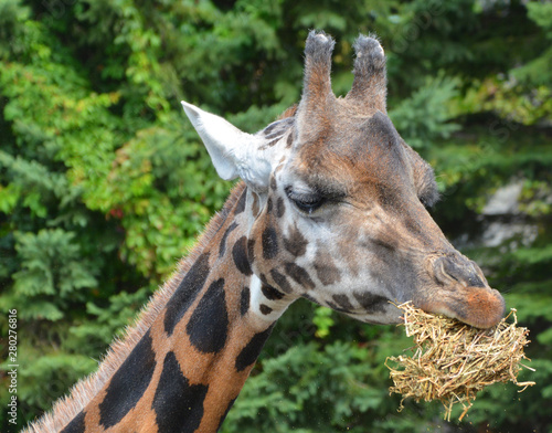 The giraffe close up (Giraffa camelopardalis) is an African even-toed ungulate mammal, the tallest of all extant land-living animal species, and the largest ruminant.