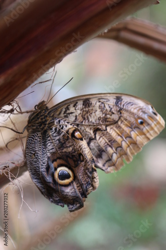 Schmetterling