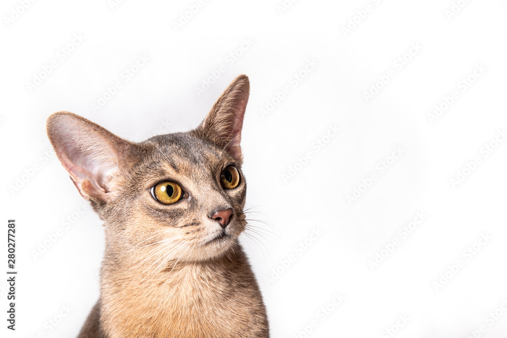 Surprised cat isolated on white background