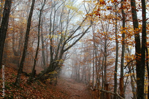 Autumn forest shrouded in mist. Forest trail.