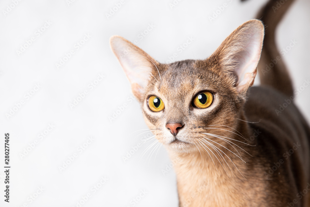 portrait of a cat on white background portrait of a cat on white background