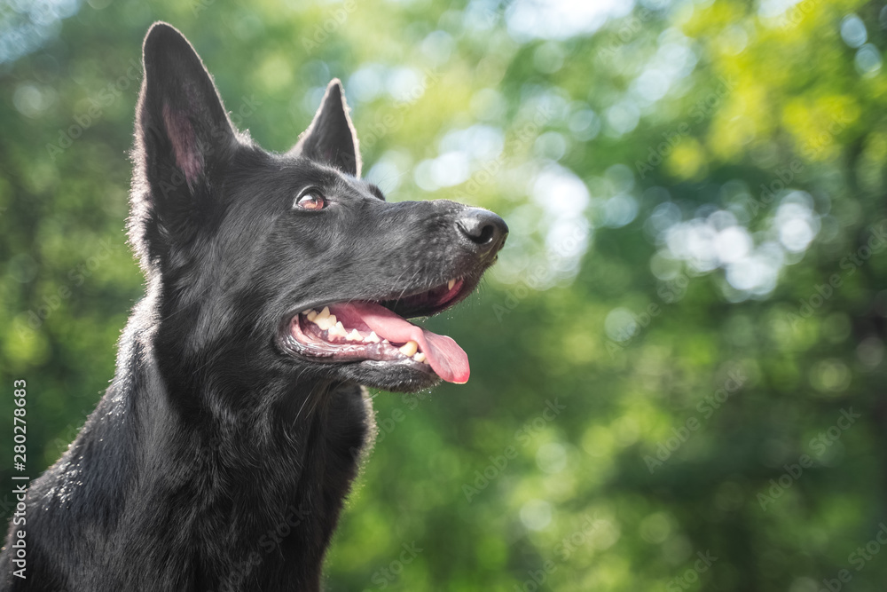 portrait black German shepherd puppy for a walk in the park in the sun