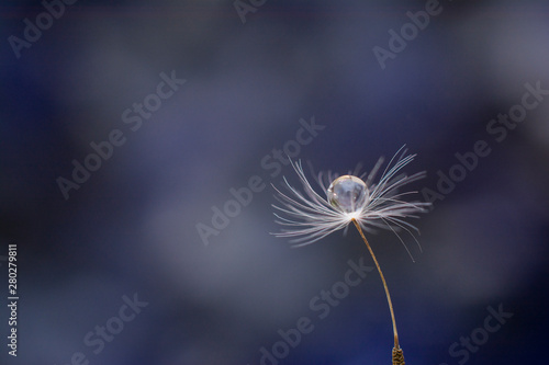 Dandelion. Drop of water on the seed of a dandelion flower on a light green and blue background close-up macro. Background for various purposes.