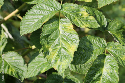 Chlorotic blotches of Raspberry virus. Yellows disease symptoms in green leaf of red raspberry (Rubus idaeus)