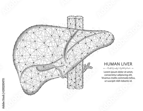Liver with artery and veins low poly design, human organs abstract graphics, anatomy polygonal wireframe vector illustration made from points and lines on a white background