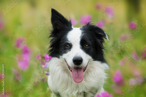 Border collie dog sitting in sweet pea flowers