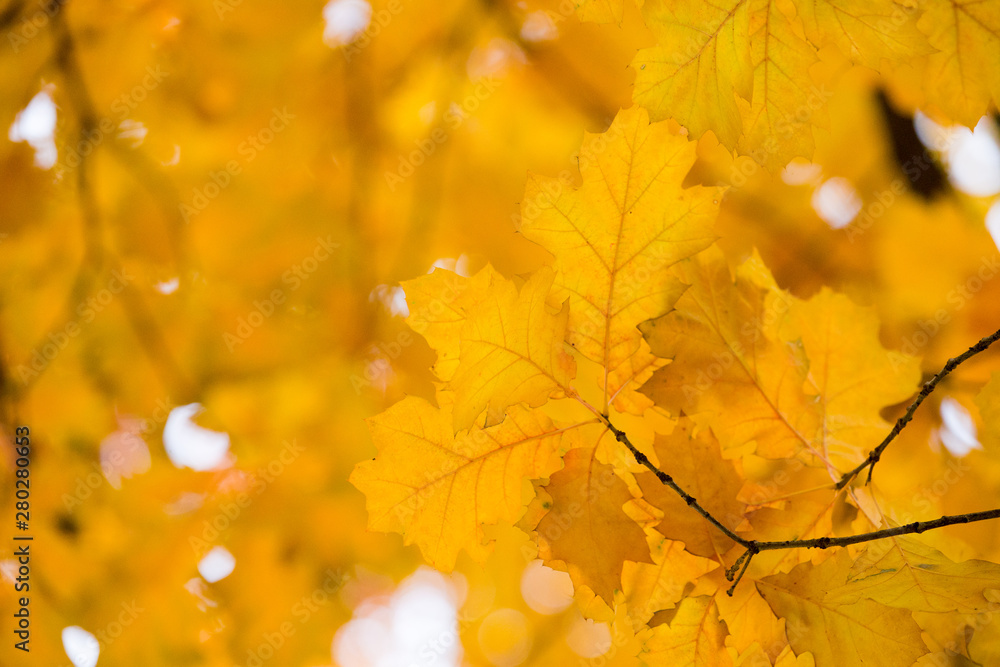 Obraz premium Yellow maple leaves on a twig in autumn