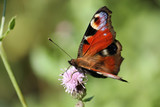 Aglais io (syn. Inachis io) or European peacock butterfly on flower of Creeping thistle or Cirsium arvense. July, Belarus