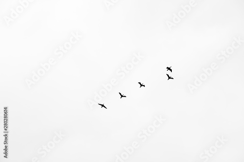 Birds flying in the sky in black and white