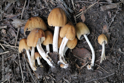 Cluster of Coprinellus micaceus or glistening inky cap mushrooms. July, Belarus photo