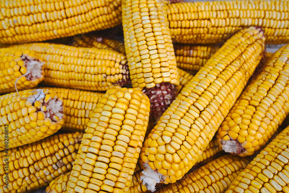 Dried corn cobs, cron seeds or kernels top view photo Dried corn cobs, cron seeds or kernels top view photo