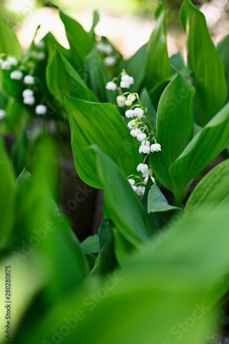 White lily of the valley flowers and green leaves.