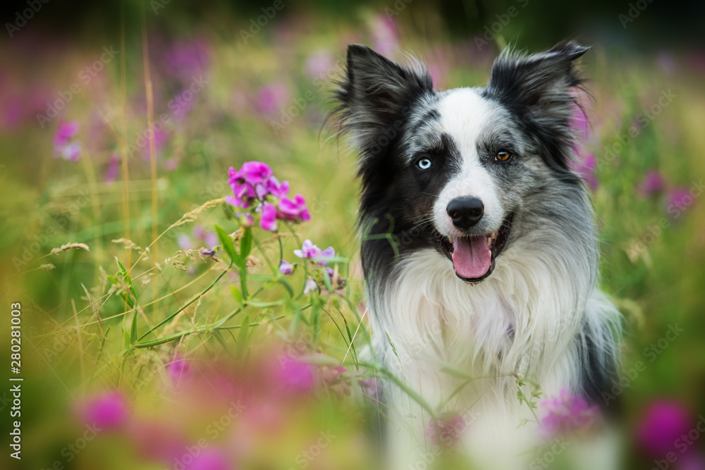 Border collie dog sitting in sweet pea flowers