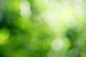Green bokeh background from nature forest out of focus