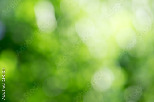 Obraz na plátne Green bokeh background from nature forest out of focus