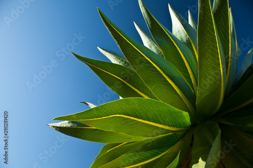 Lobelia gigante s en la zona de Chennek, Montañas Simien, Etiopia, Africa photo