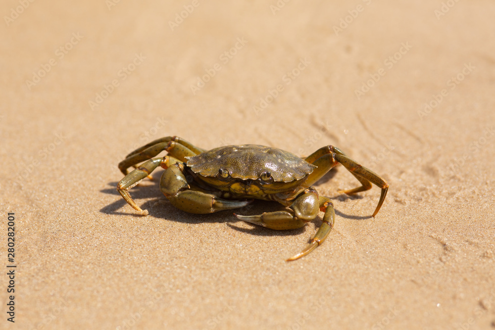 Norfolk Crab