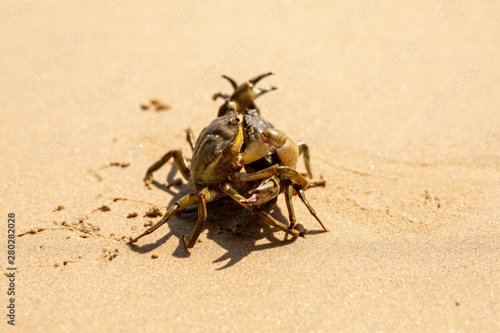 Obraz premium Two crabs fighting 