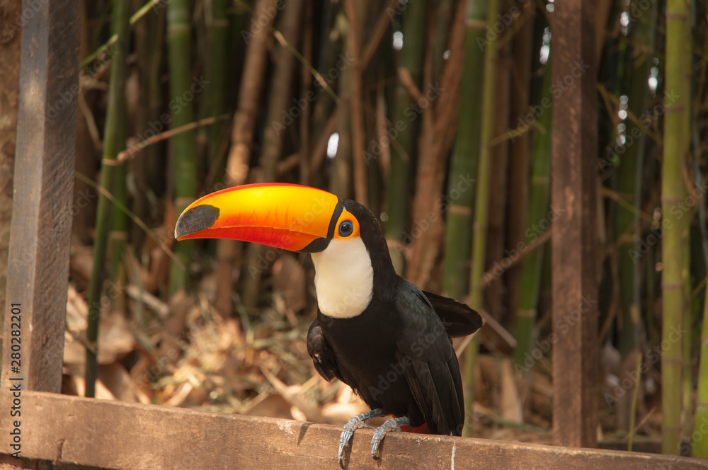 Fototapeta premium Tucan Paragwaj