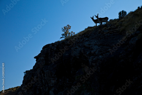 Cabra Ibex Walia, Montañas Simien, Etiopia, Africa