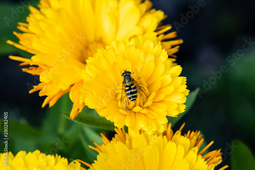 bee on yellow flower