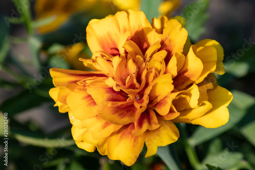 yellow flower