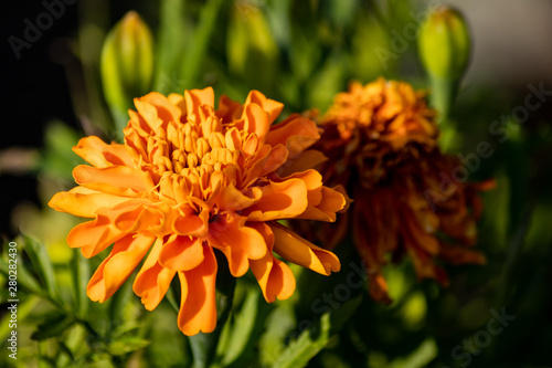 orange flower in the garden