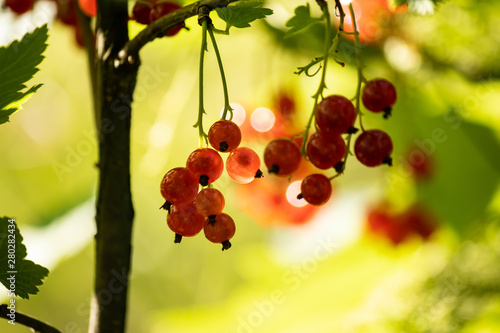 red currants on a branch