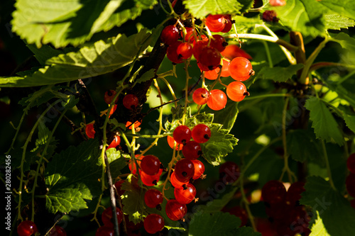 red currant berries on a branch