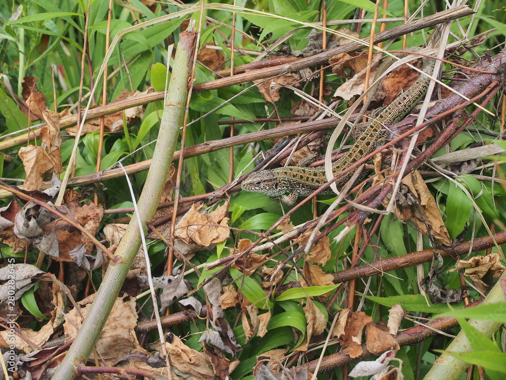 A large green lizard sits on a pile of branches. A large green lizard sits on a pile of branches.