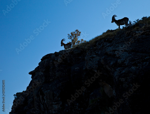 Cabra Ibex Walia, Montañas Simien, Etiopia, Africa