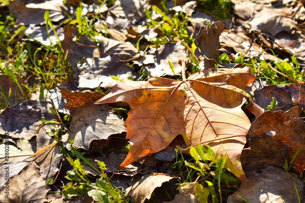 close up of a dry maple orange leaf on the green grass in a scene of a fall day. The leaf has fallen on other dry leaves and the sunbeam lights the scene. Horizontal picture close up of a dry maple orange leaf on the green grass in a scene of a fall day. The leaf has fallen on other dry leaves and the sunbeam lights the scene. Horizontal picture