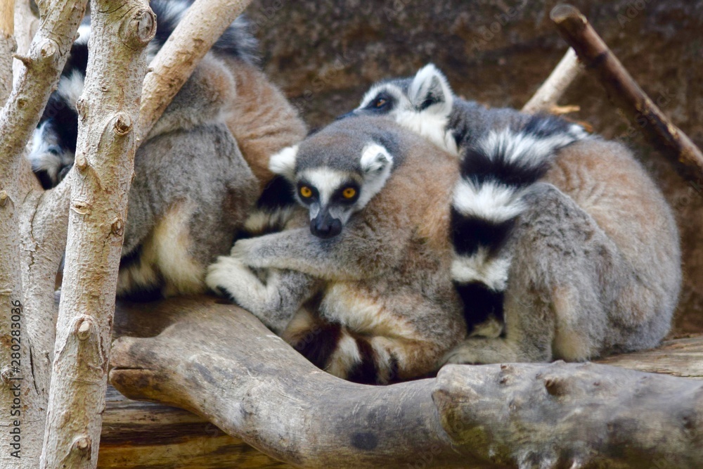Fototapeta premium ring-tailed lemur in a tree