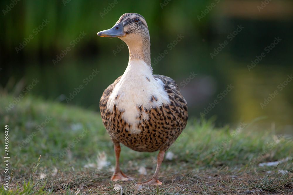 front of a duck front of a duck