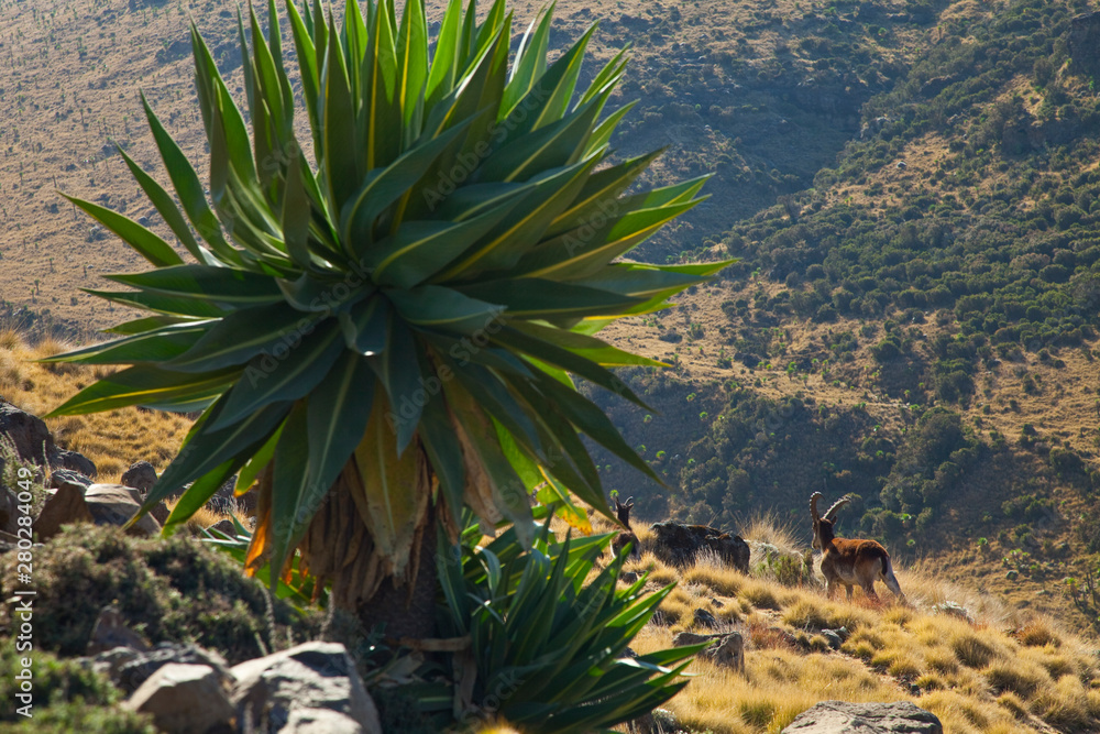 Cabra Ibex Walia y Lobelias gigantes, Montañas Simien, Etiopia, Africa - obrazy, fototapety, plakaty 