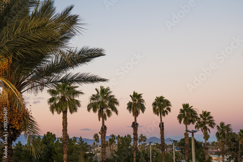 Palm trees silhouettes in Nevada, United States at sunset. © icephotography