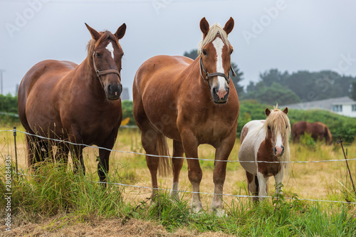 Family of tree horses © Fernando