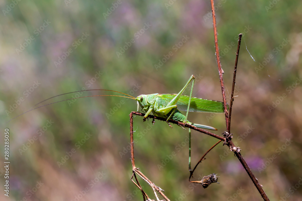 Great Green Bush-cricket female (Tettigonia viridissima) close-up Great Green Bush-cricket female (Tettigonia viridissima) close-up