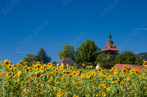 Geilweilerhof mit Sonnenblumenfeld