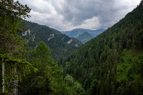 Pine forest with High Tatra mountains in background